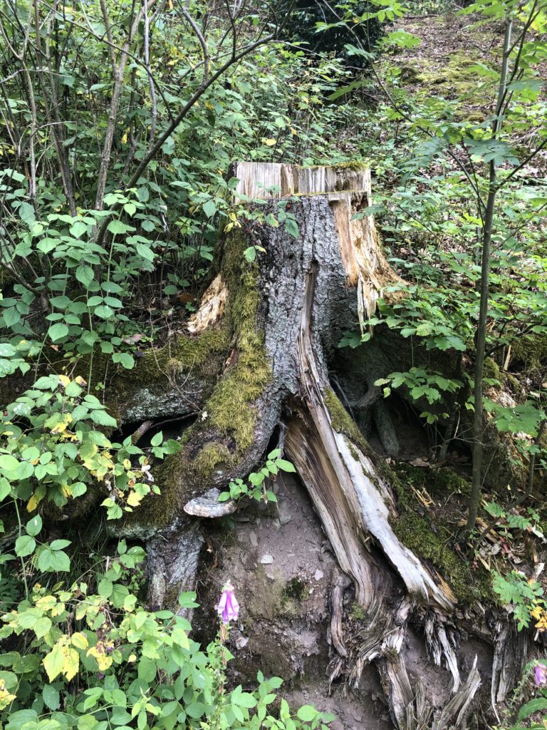 Wandern in der Vulkaneifel