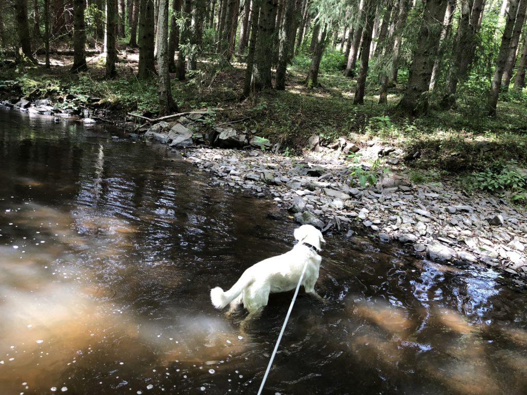 Wandern in der Vulkaneifel