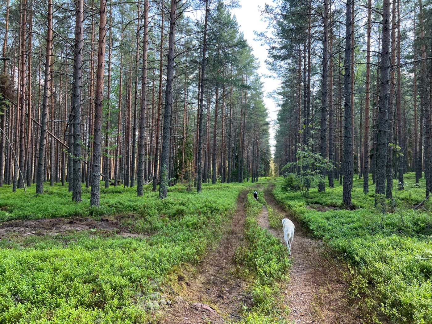 Wohnmobil Südschweden