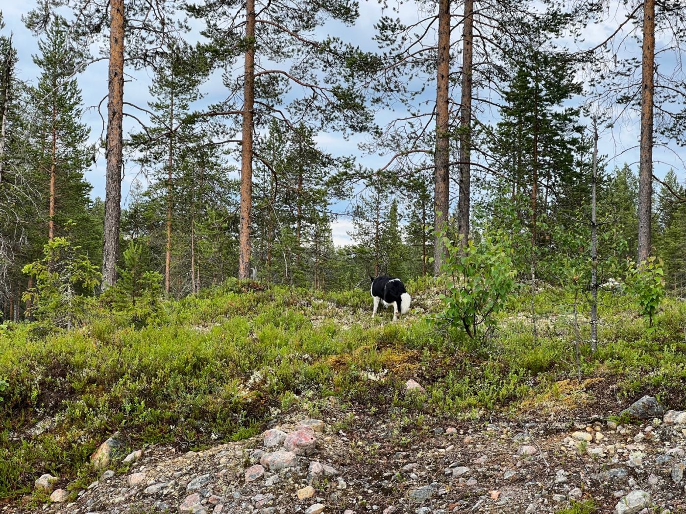 3 Lappen ziehen mit dem Wohnmobil durch Lappland 7 freistehen in Lappland