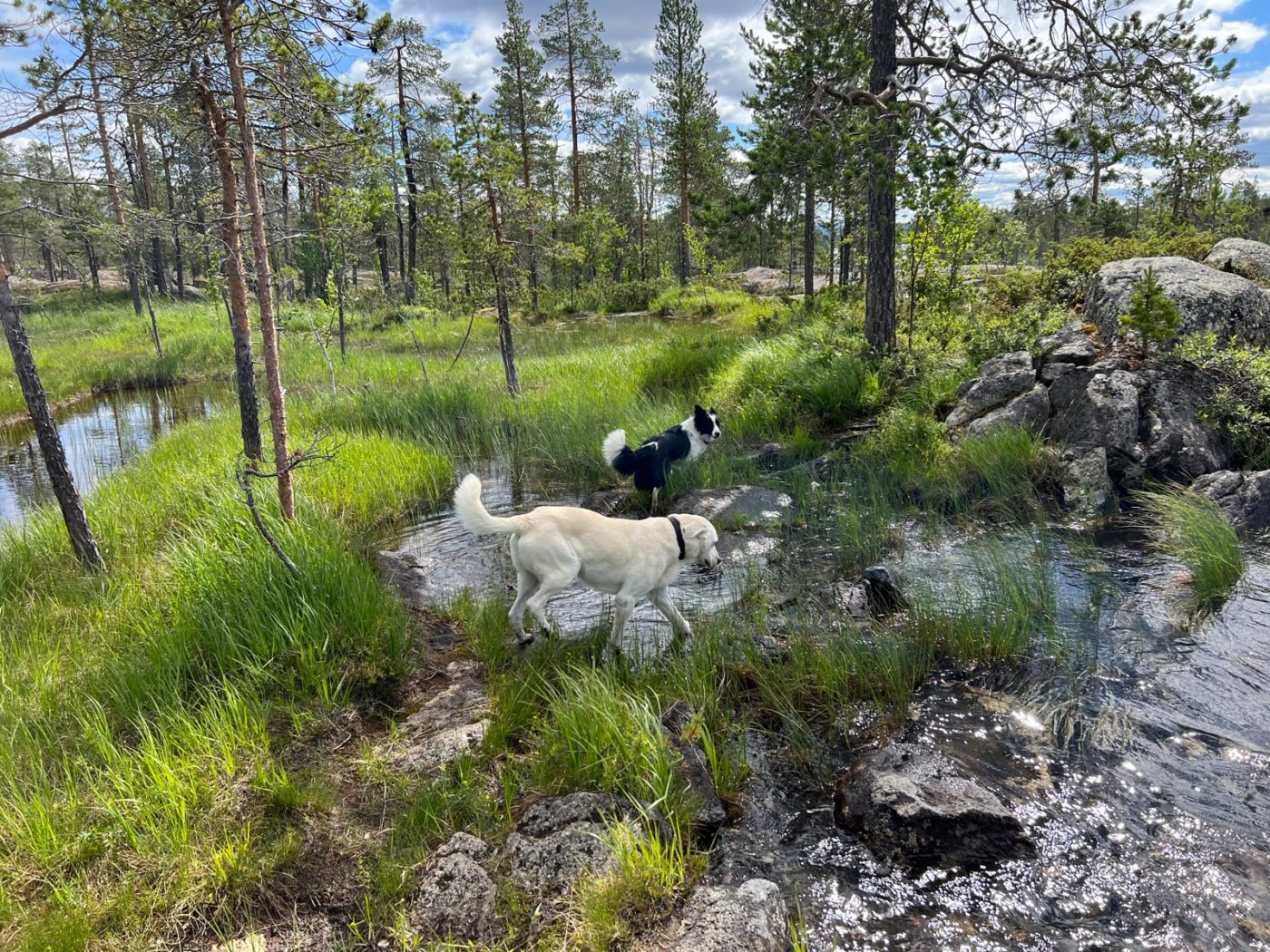 3 Lappen ziehen mit dem Wohnmobil durch Lappland 35 Trollforsen mit Wohnmobil
