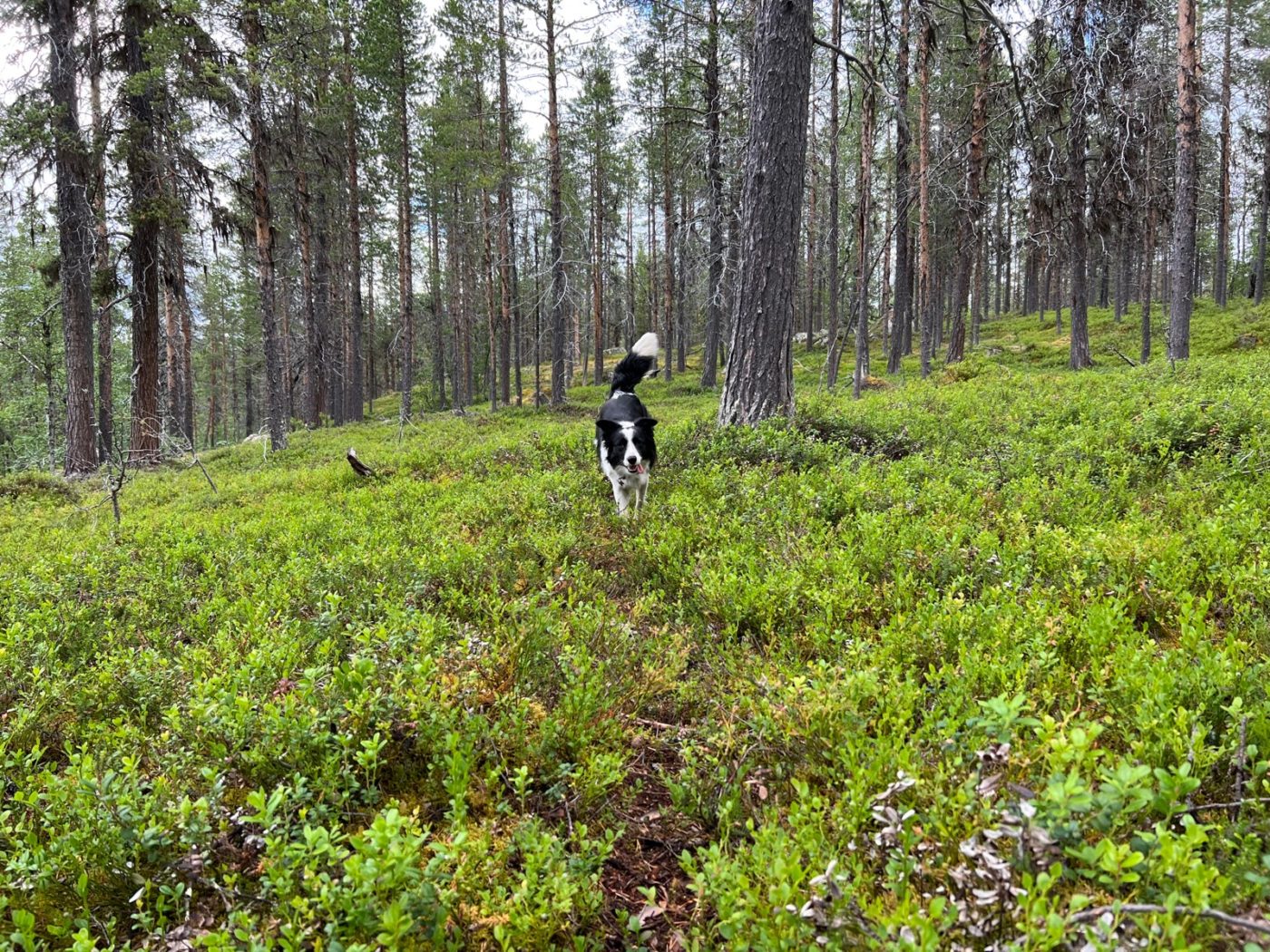 3 Lappen ziehen mit dem Wohnmobil durch Lappland 65 Abwege in Lappland