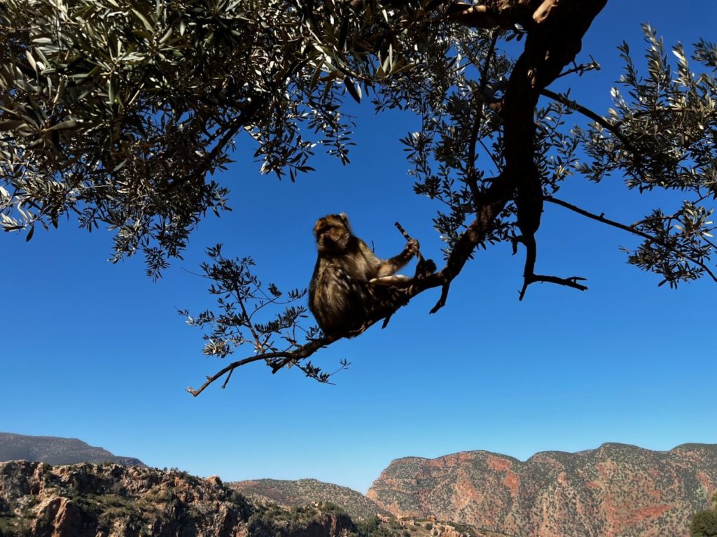 Die Wasserfälle von Ouzoud bis nach Marrakesh 11 Ouzoud Wasserfälle