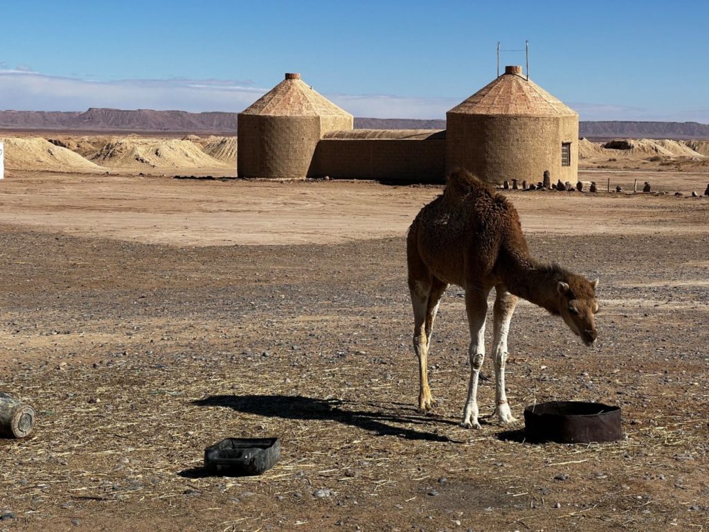 Sahara mit dem Wohnmobil