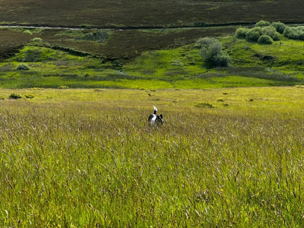 Wohnmobiltour durch Schottland - Einmal quer durch 31 Schottland mit dem Wohnmobil